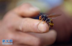 使纯天然蜂蛹成为了当地炙手可热的旅游食品