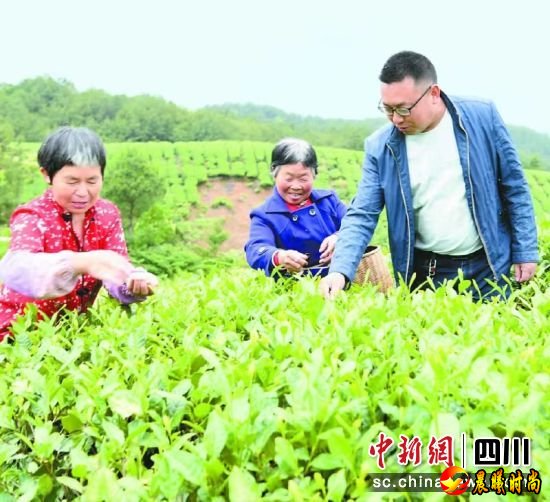 营山县明德乡优秀乡土人才张代志指导村民采茶。彭杰 摄