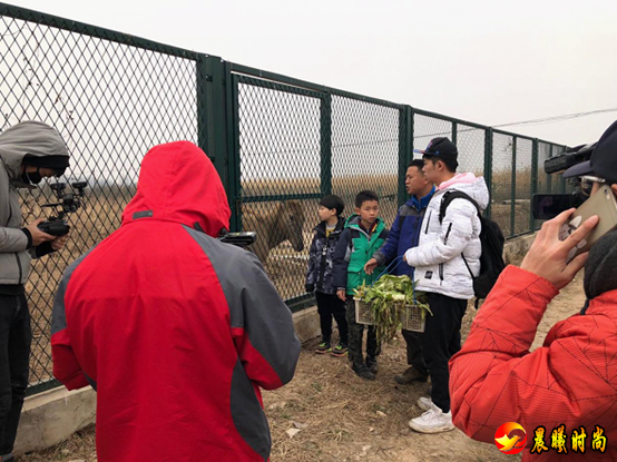  麋鹿是国家一级濒危保护动物