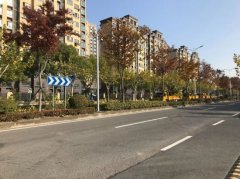 主要针对悬铃木