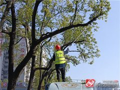 还能改善树冠的通透性