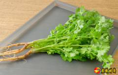 今天是世界讨厌香菜日 全球有15%的人不能接受香