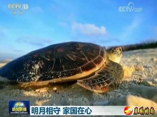  海南三沙海龟保护工作者张婷：家人虽然很支持我的工作