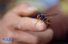 使纯天然蜂蛹成为了当地炙手可热的旅游食品