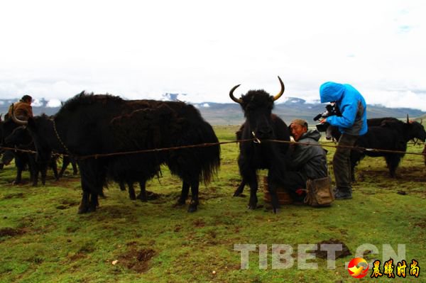 西藏卫视拍摄组在邱多江乡牧场拍摄挤牛奶场景