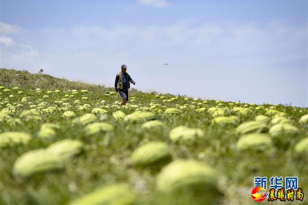 （壮丽70年·奋斗新时代——共和国发展成就巡礼·图文互动）（4）生态美、百姓富——品读崭新“宁夏画卷”