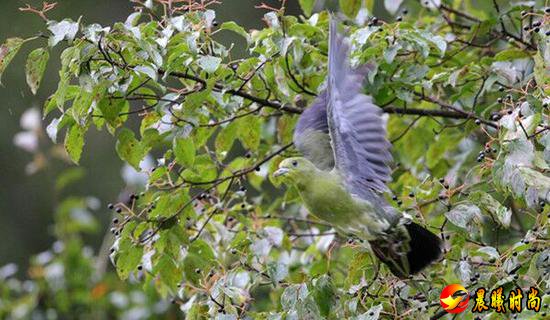 红翅绿鸠就被列为国家二级重点保护鸟类