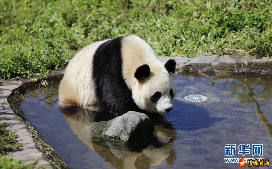 （社会）（2）全球唯一大熊猫三胞胎姐姐“萌萌”成功交配