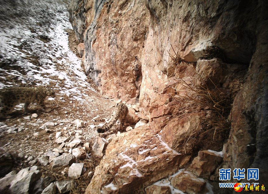 （图文互动）（1）科研人员在黄河源地区拍摄到雪豹求偶交配影像