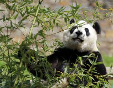 新华社记者黄国保摄 [3] 关键词： 大熊猫