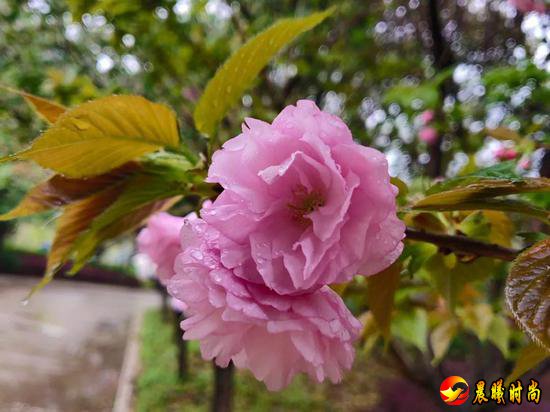 雨里裹蜜 花瓣洗尽绚丽的色彩 显露春天最轻柔的白 江西水利职业学院 江西洪州职业学院 三月酥风暖阳 百花齐放 这一簇簇正是风姿绰约 你觉得哪所学校的“校花”最美呢？ 