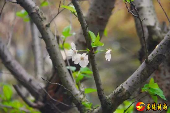 淡淡鲜花十里开