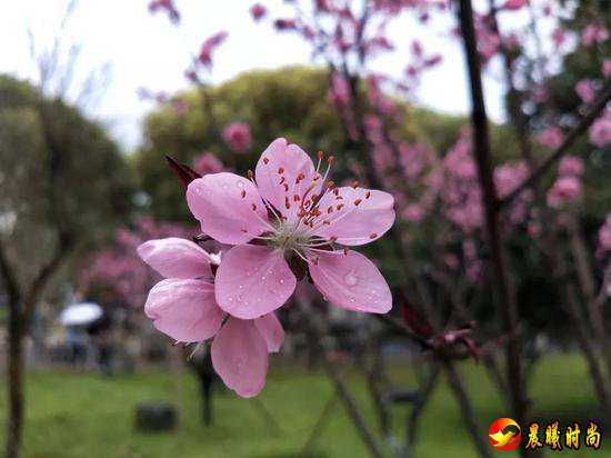 雨里裹蜜 花瓣洗尽绚丽的色彩 显露春天最轻柔的白 江西水利职业学院 江西洪州职业学院 三月酥风暖阳 百花齐放 这一簇簇正是风姿绰约 你觉得哪所学校的“校花”最美呢？ 