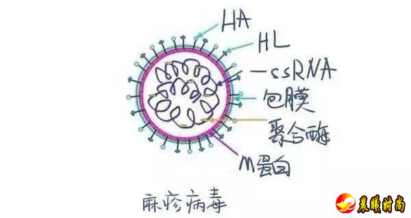 请注意！麻疹流行季节已来袭