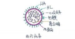 请注意！麻疹流行季节已来袭