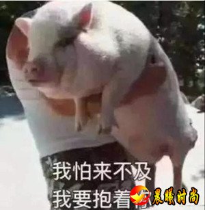 抖音猪报到什么梗什么意思 抖音猪报到高清表情包大全