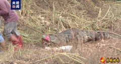 广东茂名“出逃”鳄鱼已捕获62条 继续扩大搜查